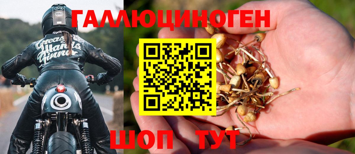 Галлюциногенные грибы Psilocybine cubensis Гурьевск